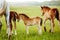 Two brown foals graze in the pasture. In the summer day