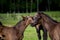 Two brown foals playfully fighting at the pasture