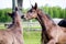 Two brown foals playfully fighting at the pasture