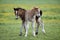 Two brown foals are playing on the meadow