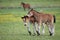 Two brown foals are playing on the meadow