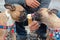Two brown French Bulldog dogs eating vanilla icea cream in a cone