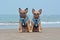 Two brown French Bulldog dogs wearing matching maritime  harnesses with sailor collars sitting on beach on vacations