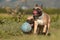 Two brown French Bulldogs having fun and  playing with a big muddy blue ball dog toy surrounded by green fields