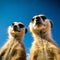 Two brown funny curious meerkats are looking at the camera with interest, against the background of the blue sky.