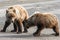 Two Brown Grizzly Bear Cubs Playing on Beach