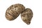 Two Brown Hairy Malanga Tubers