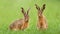 Two brown hares sitting in green grass on a meadow in springtime.