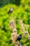 Two brown-headed bullock birds (Molothrus ater) perched atop a small shrub near a lush, leafy tree