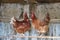 Two brown hens standing on wooden stick in the chicken coop