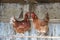 Two brown hens standing on wooden stick one in front of the other