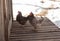 Two brown hens, walking next to their pen.