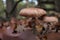 Two brown honey fungi closeup in the forest in autumn