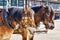 Two brown horse heads from a carriage driving tourists. Center of the city Wernigerode. Saxony-Anhalt, Germany