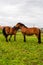 Two brown horses embracing showing affection. Ajo, Cantabria