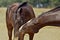 Two brown horses on the field