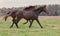 Two brown horses gallop across an autumn field