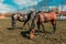 Two brown horses grazing in a lush paddock. Serene countryside scene. These mares are used in equine assisted therapy