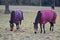 Two Brown horses with horse blanket eating grass on the field in