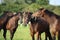 Two brown horses nuzzling each other