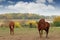 Two brown horses on pasture autumn