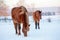 Two brown horses in a pasture in winter