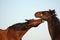 Two brown horses playfully fighting