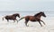 Two brown horses running fast on the seashore.