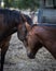 Two brown horses showing affection