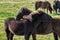 Two brown Icelandic horse foals scratching each others backs