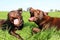 Two brown labrador retrievers lie in the garden and play dangerously with their mouths open