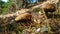 Two brown mushrooms in the forest