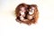 Two brown orangutan babies on smooth background top view