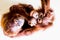 Two brown orangutan top view