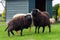 Two brown ouessant sheep looking funny amazed