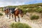 Two brown pack horses on a stone hiking trail in Sierra de Gredos mountains, Spain