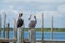 Two Brown pelican Pelecanus occidentalis sitting on pier poles