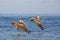 Two Brown Pelicans flying together