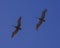 Two Brown Pelicans gliding in unison with a background of deep blue sky