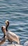 Two Brown Pelicans Perched on the Rocky Shore