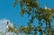 Two Brown Pelicans relaxing in a tree