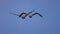 Two brown pelicans soaring through a clear blue sky.