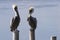 Two brown pelicans stare directly at each other along Laguna Mad