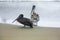 Two Brown Pelicans strolling the shoreline in Ecuador.