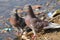 Two brown pigeons Columba livia near the water