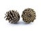 Two brown pine cones. Material for Christmas tree decoration