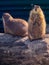 Two brown prairie dogs at zoo
