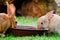 Two brown rabbits drinking water in the garden