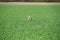 Two brown rabbits play fighting in a field