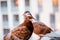 Two brown red pigeons on the balcony